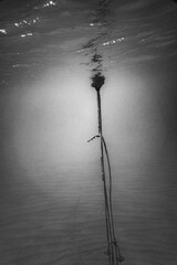 Rope tied to buoy undersea