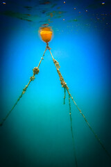 Buoy tied with ropes undersea