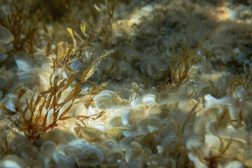 Naklejka na ściany i meble Close-up of water plants and shells undersea