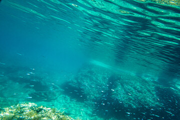 Fototapeta na wymiar School of fish swimming in blue sea