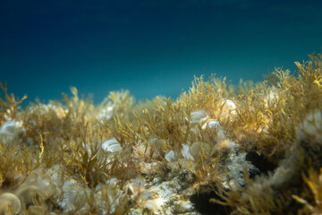 Fototapeta na wymiar Close-up of plants growing in sea