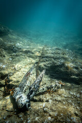 Rusty anchor in deep sea