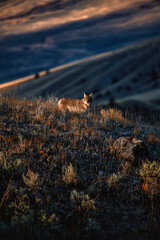 Coyote in Yellowstone National Park