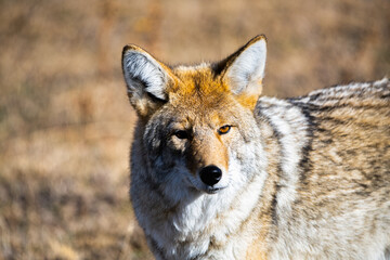 Coyote in Yellowstone National Park