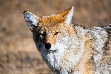 Coyote in Yellowstone National Park