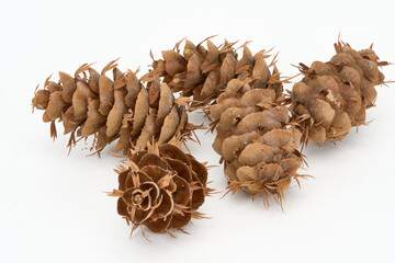 pine cones isolated on white