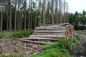 Fototapeta na wymiar FU 2021-08-08 WanderHonLinz 38 Am Waldrand liegen gestapelte Baumstämme