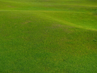 Green grass background mown short undulating land
