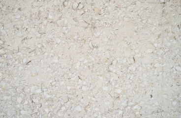 Rough wall texture background with seashells. White surface with shells. 