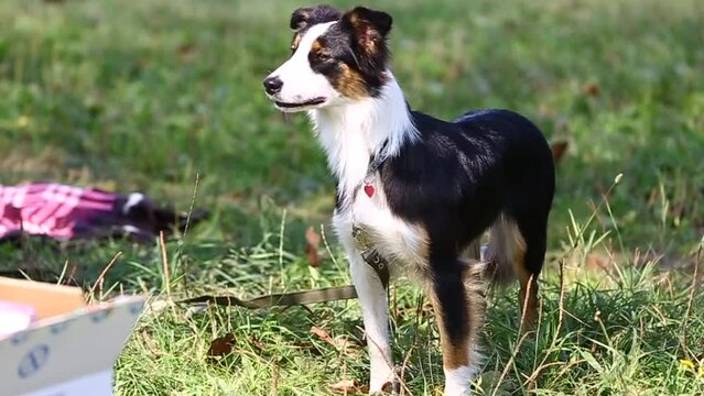 portrait of a black border collie dog, the muzzle of a domestic dog, the attentive gaze of a cute dog