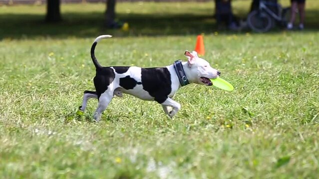 a dog of the American pit bull terrier breed of black and white color plays with a frisbee plate on the green grass, playing with a plate of a domestic dog