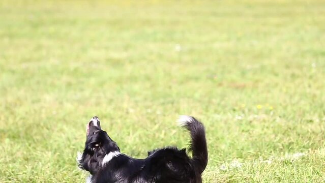 a black and white border collie dog plays with a frisbee plate on the green grass, playing with a plate by a domestic dog