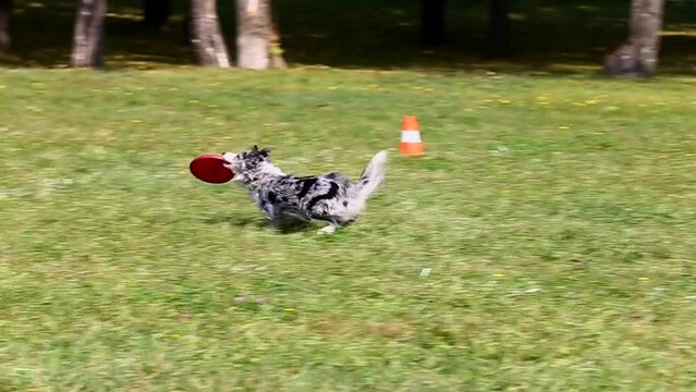 a border collie merle color dog plays with a frisbee plate on the green grass, playing with a plate by a domestic dog