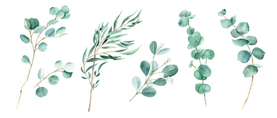 Eucalyptus branches, willow, silver dollar, true blue, baby and seeded eucalyptus. Botanical illustration isolated on white background. Watercolor floral set. © Tatiana
