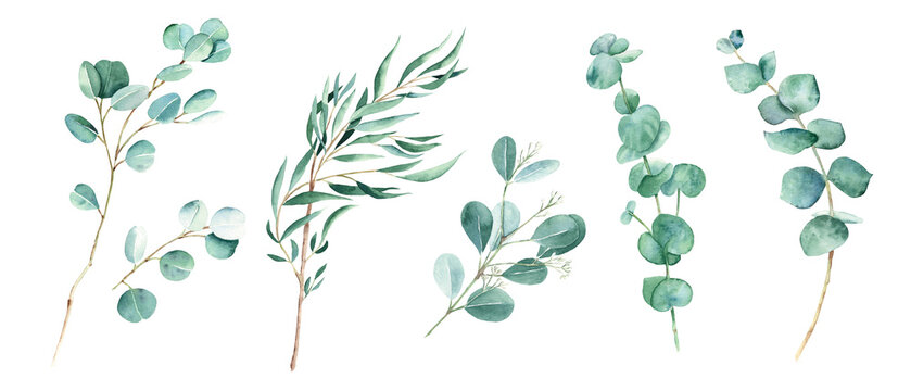 Eucalyptus branches, willow, silver dollar, true blue, baby and seeded eucalyptus. Botanical illustration isolated on white background. Watercolor floral set.