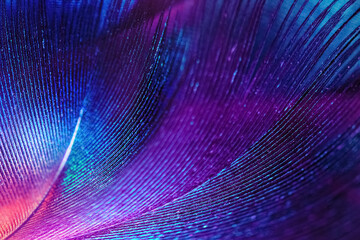 Abstract macro background from colorful feathers.