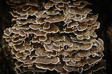 Flat brown and white mushrooms growing on a tree stump in the fall. 