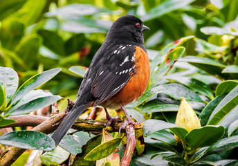 A male spotted towhee rests between a mid-day serenade