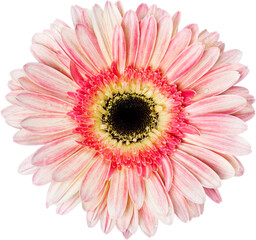 Pink Gerbera Daisy