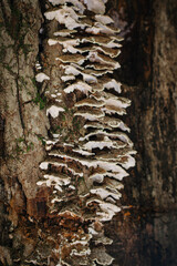 Flat brown and white mushrooms growing on a tree stump in the fall. 