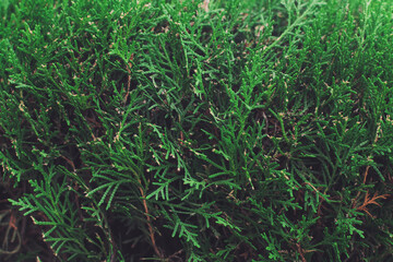 green grass background - empty copyspace