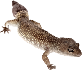 Common House Gecko
