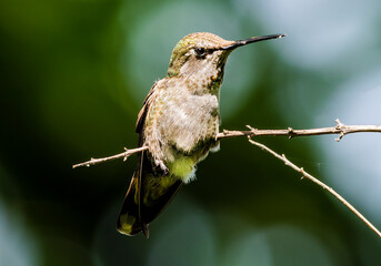 Either a female or immature male Anna's hummingbird