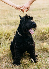 Closeup of a couple holding hands above a black giant schnauzer purebred dog.