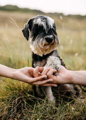 Miniature schnauzer purebred dog giving paw, outdoors.