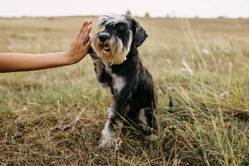 miniature schnauzer purebred dog giving paw.