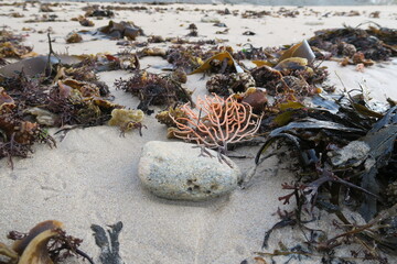 Corail sur la plage