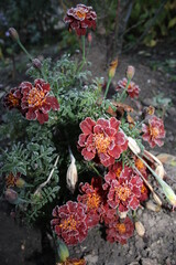 flowers in the garden