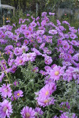 Fototapeta premium flowers in the garden