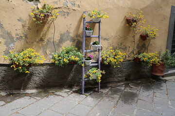 Upcycling, Aeonium arboreum blooming yellow on an old wooden ladder, Italy