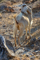  mountain goat  goat  mountain  view  summer  wild nature  nature  wild  freedom © Mina