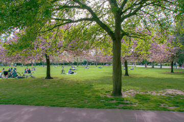 Fototapeta premium spring in the park