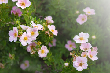 Flowers of the shrub Dasiphora fruticosa. Use of the Potentilla plant in landscape design. Floral background. - obrazy, fototapety, plakaty