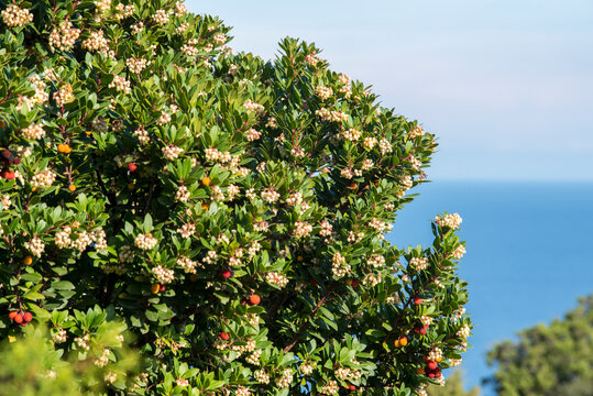 Corbezzolo, Arbutus unedo