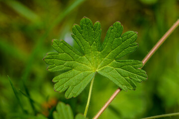 Geranium pyrenaicum purple flowers and leaves