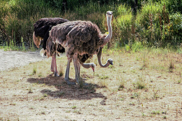 A family of ostriches led by a male on a poultry farm