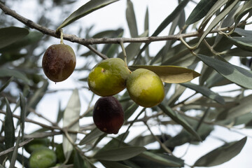 wild olive trees with fruits