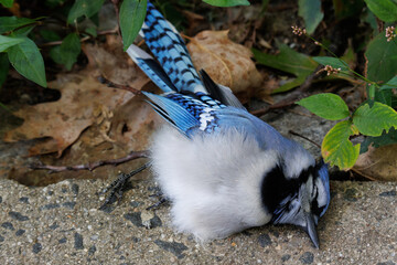 a dead blue jay bird lying peacefully on the ground of an urban park with foliage in the background