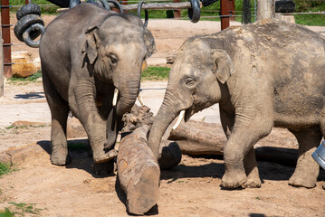 Fototapeta premium Asian Elephant (Elephas maximus)