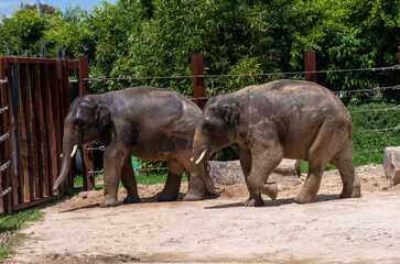 Naklejka premium Asian Elephant (Elephas maximus)