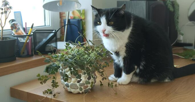 Cat eat houseplants in room, vomits. Domestic cat eating poison, toxic plant at home table. Animal pet destroy flower in pot. Cats poisoning by flowerpot, flowers. Danger for pets in city apartments