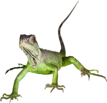 Green Iguana