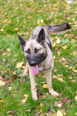 black dog full body photo on green grass background