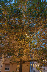 Baum mit Lichterkette