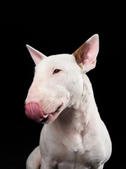 happy bull terrier on a black background. cute dog studio, for design.