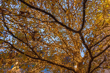 Baum mit Lichterkette